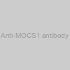 Anti-MOCS1 antibody